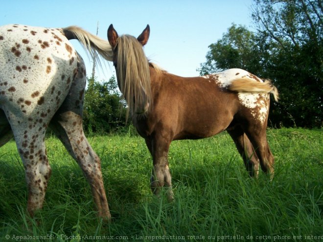 Photo d'Appaloosa