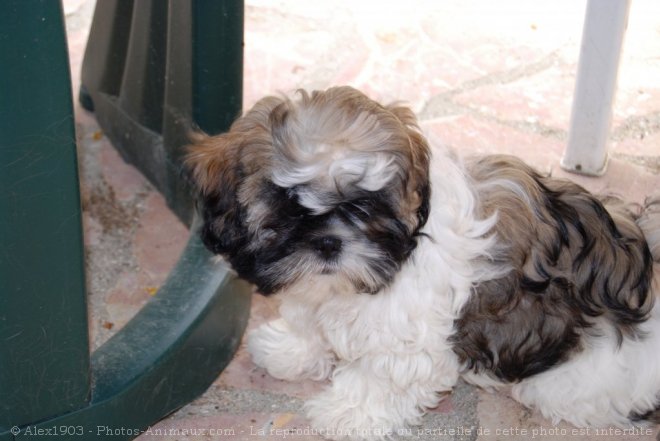 Photo de Shih tzu