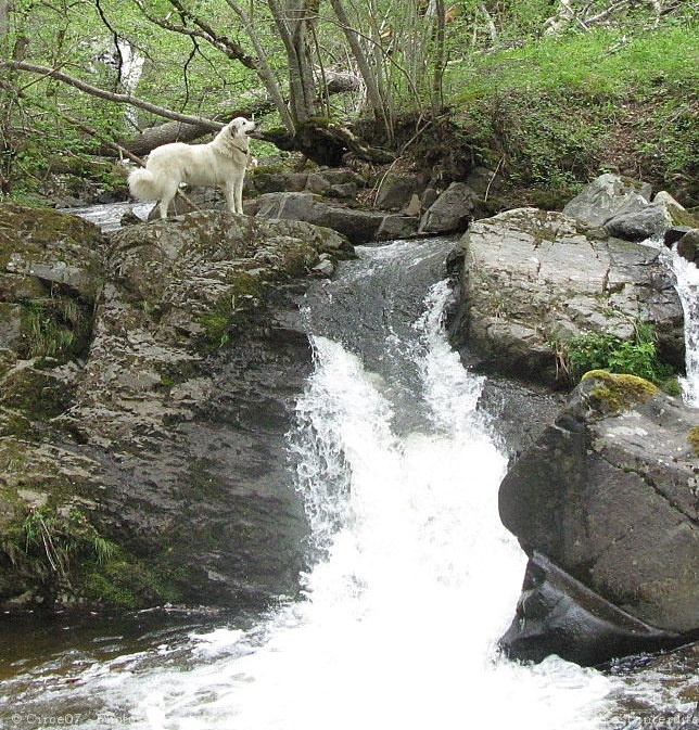 Photo de Chien de montagne des pyrnes