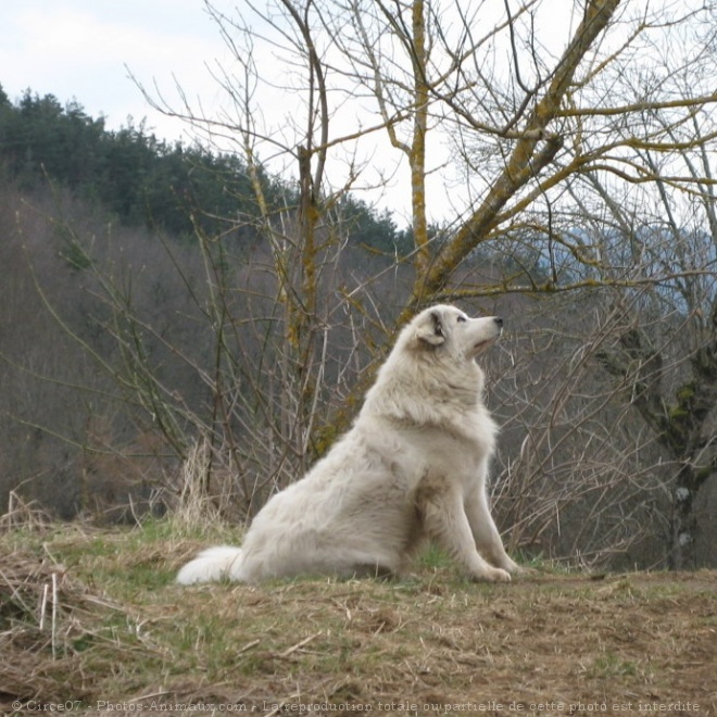 Photo de Chien de montagne des pyrnes