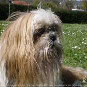 Photo de Shih tzu