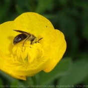 Photo d'Abeille