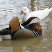 Photo de Canard mandarin