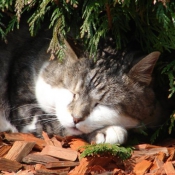 Photo de Chat domestique