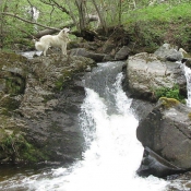 Photo de Chien de montagne des pyrnes