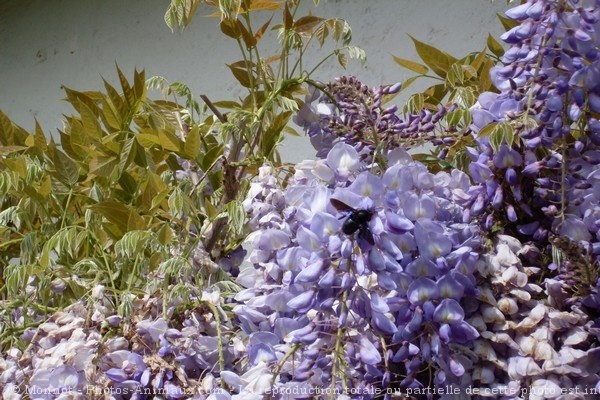 Photo d'Abeille charpentire - xylocope