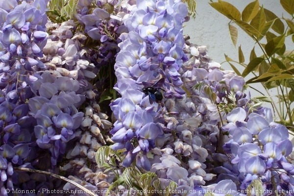 Photo d'Abeille charpentire - xylocope