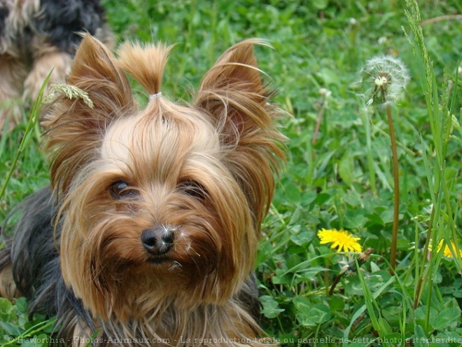 Photo de Yorkshire terrier