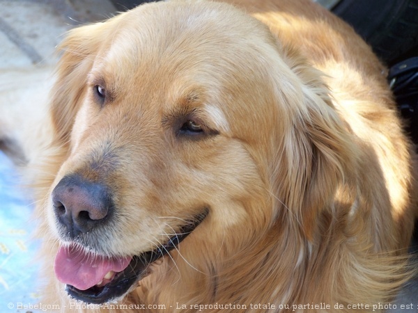 Photo de Golden retriever