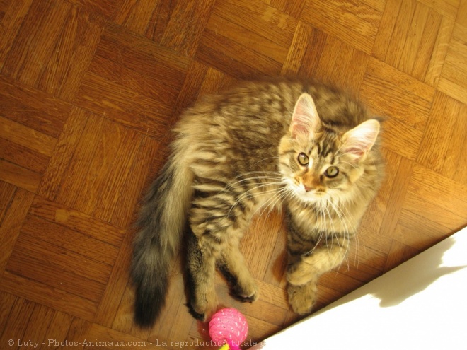 Photo de Maine coon