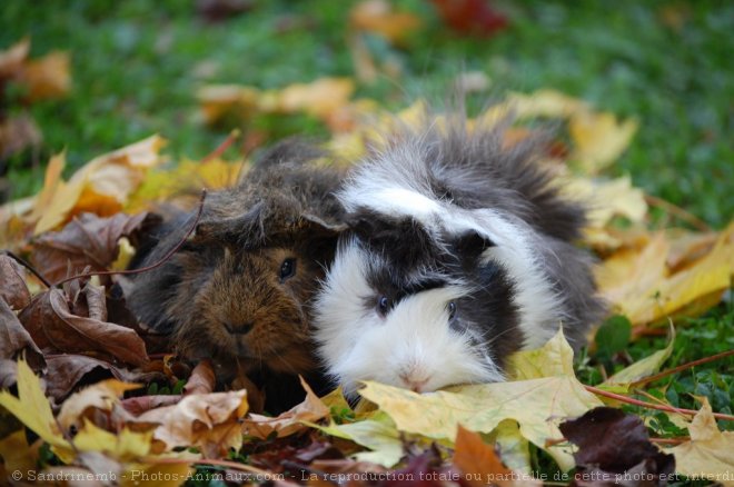 Photo de Cochon d'inde - races diffrentes