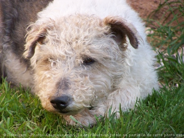 Photo de Fox terrier  poil dur