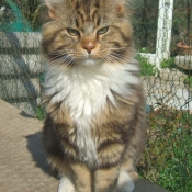 Photo de Maine coon