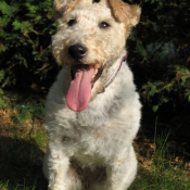 Photo de Fox terrier  poil dur