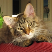 Photo de Maine coon