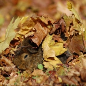 Photo de Cochon d'inde - pruvien