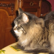 Photo de Maine coon