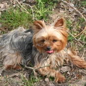 Photo de Yorkshire terrier