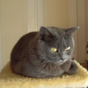 Photo de Chartreux