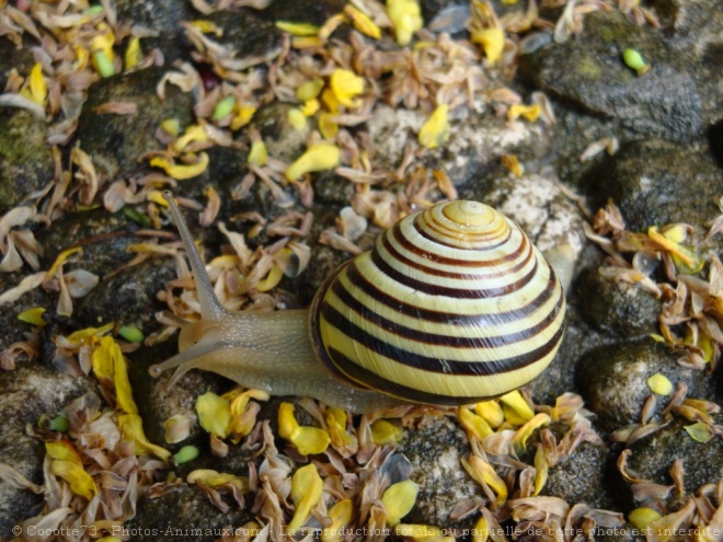 Photo d'Escargot