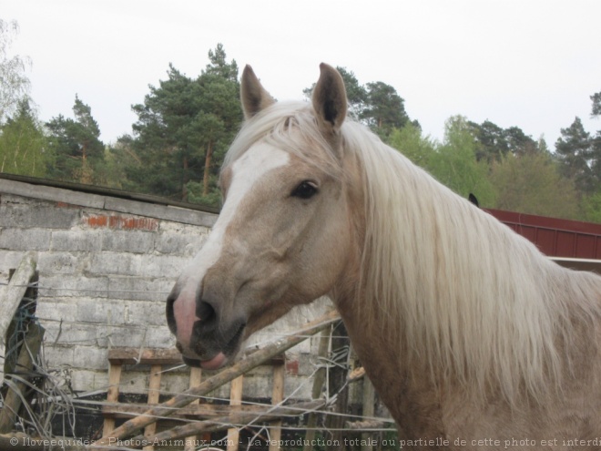 Photo de Palomino