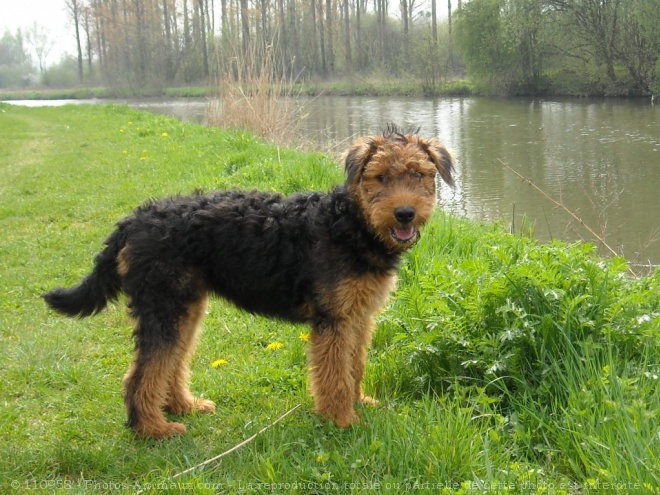 Photo d'Airedale terrier