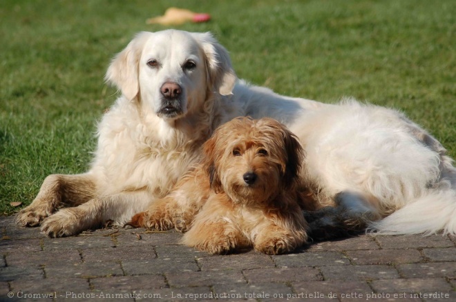 Photo de Golden retriever