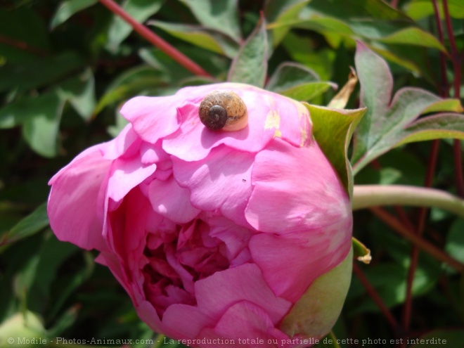 Photo d'Escargot