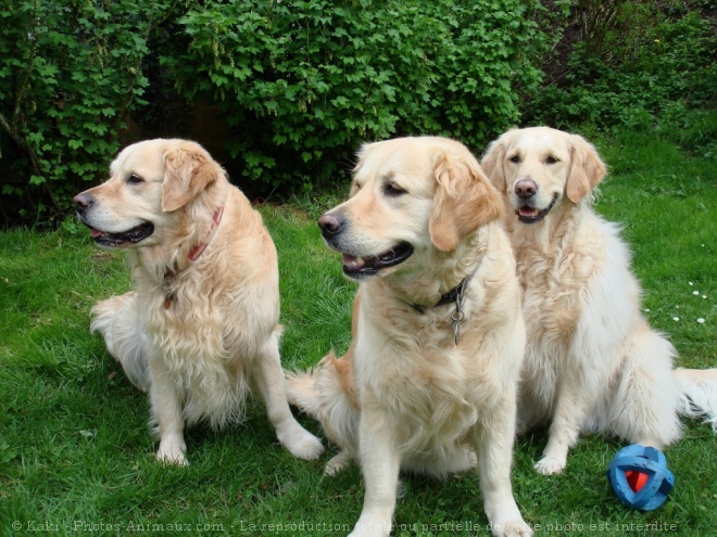 Photo de Golden retriever