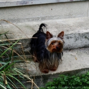 Photo de Yorkshire terrier