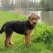 Photo d'Airedale terrier