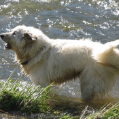 Photo de Chien de montagne des pyrnes