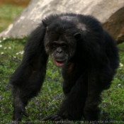 Photo de Singe - chimpanz