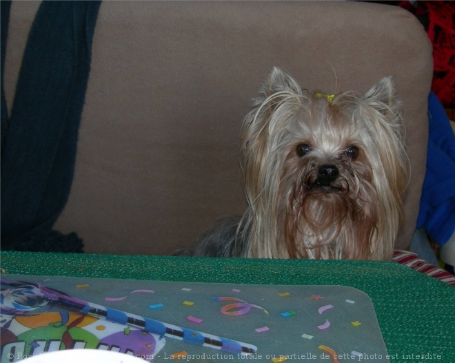 Photo de Yorkshire terrier