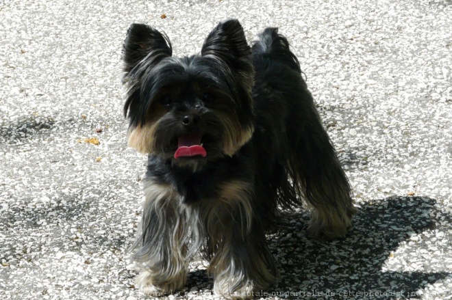 Photo de Yorkshire terrier