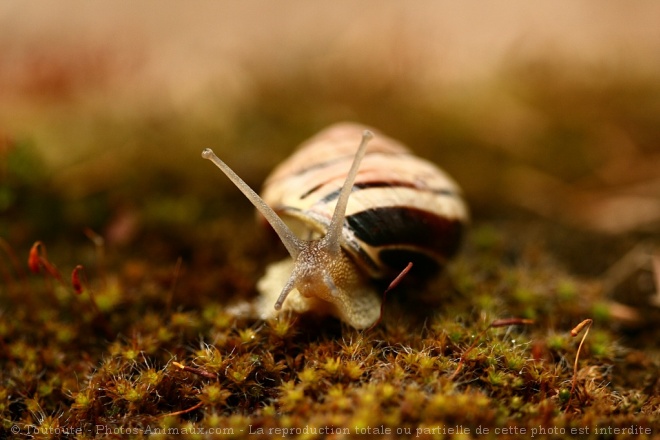 Photo d'Escargot