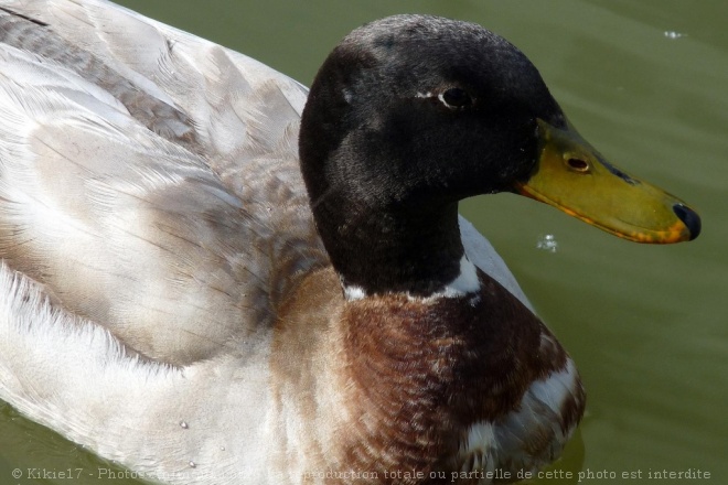 Photo de Canard colvert