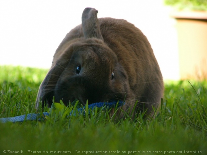 Photo de Lapin