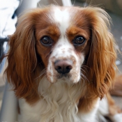 Photo de Cavalier king charles spaniel