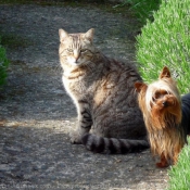 Photo de Races diffrentes