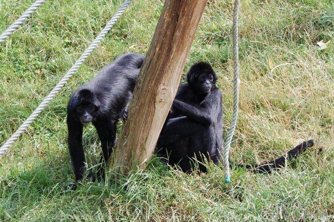 Photo de Singe - gibbon