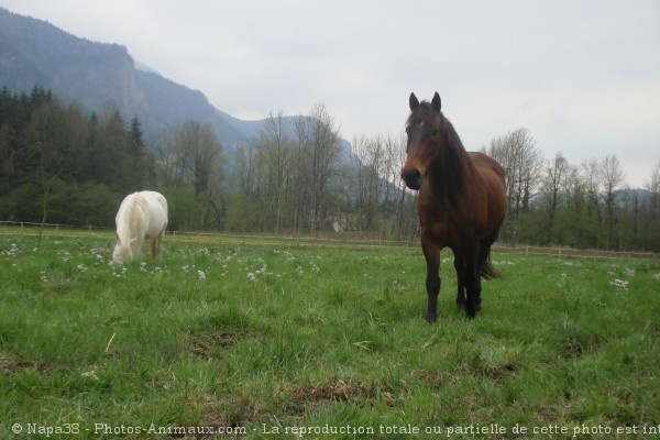 Photo de Races diffrentes