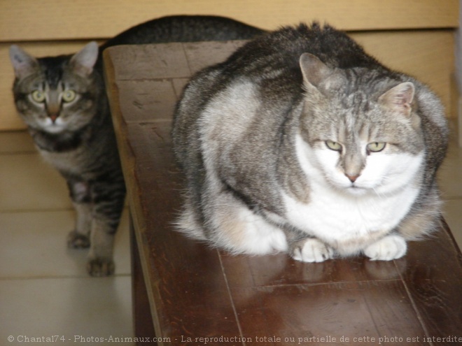 Photo de Chat domestique