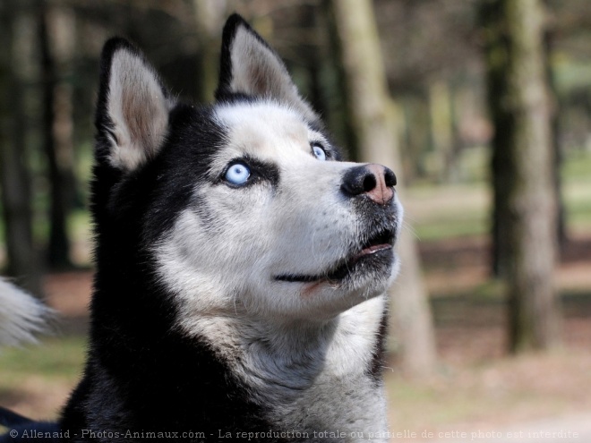 Photo de Husky siberien