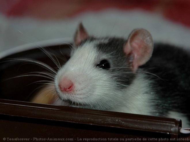 Photo de Rat