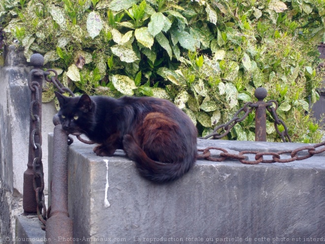 Photo de Chat domestique