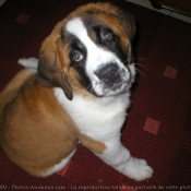 Photo de Saint-bernard poil long