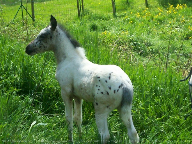 Photo d'Appaloosa