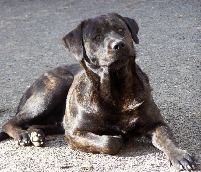 Photo de Rottweiler