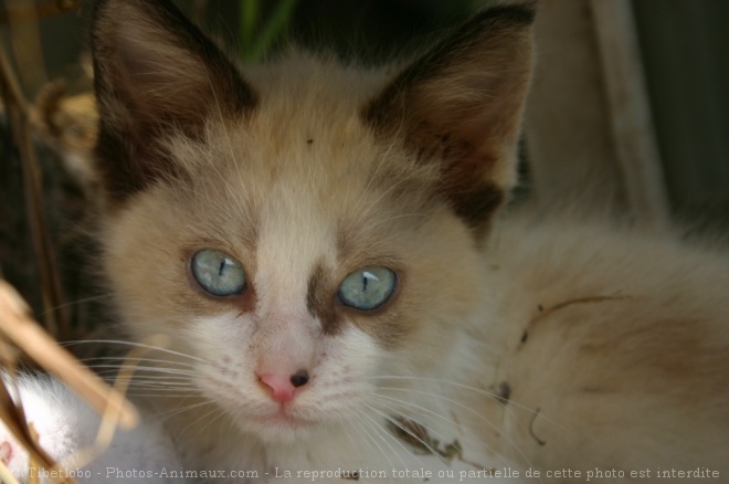 Photo de Chat domestique